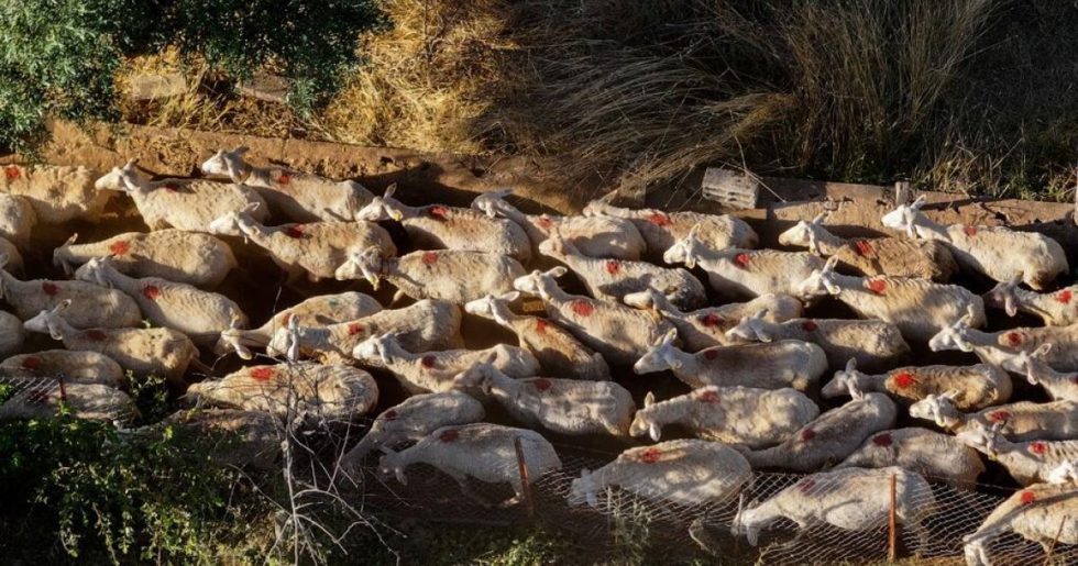 Από το «Μένουμε Ευρώπη» στο «τι θέλει στα πόδια μας η Ευρωπαϊκή Εισαγγελία»